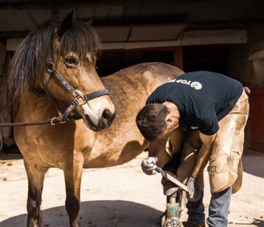 Tony Bargibant en train de ferrer un cheval